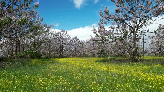Paulownia tomentosa flower in the garden in spring, beautiful empress tree in the wind, 4k video