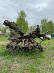 beautiful root of an old tree against the sky