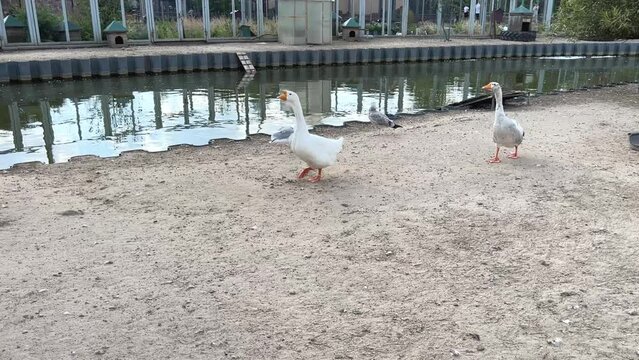 geese running in the zoo