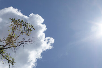 Blue sky with white clouds (cumulus) surrounding the greening tree branches like candyfloss