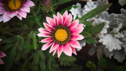 Obraz premium Beautiful pinkish flower