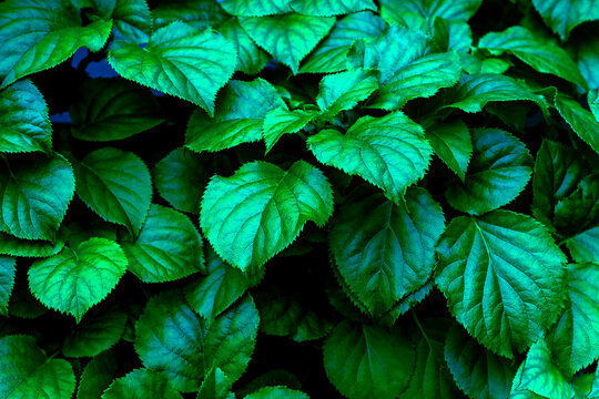 Dark green pattern of tropical green leaves background.