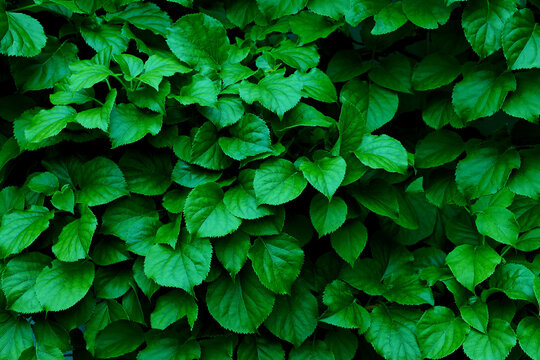 Dark green pattern of tropical green leaves background.