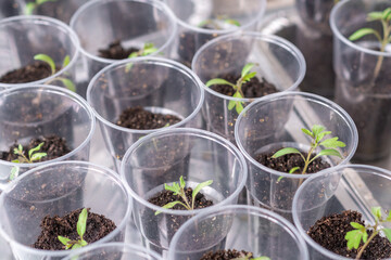 Group of tomato seedlings in plastic glasses on windows sill