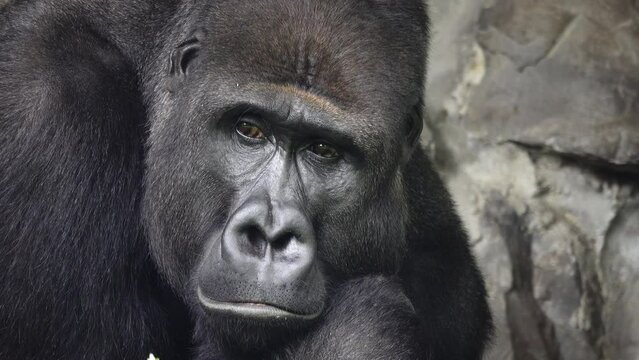 portrait of a mountain gorilla meditating on a background of stones