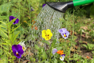 Watering with watering can yellow violet viola flowers in spring summer garden. Flowers on flower bed in sunlight close up