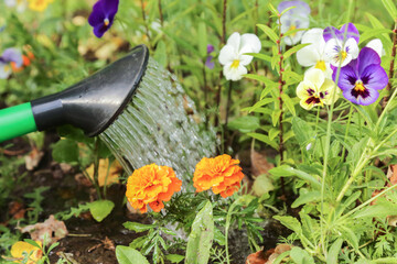 Watering orange tagetes, marigold flower and viola flowers with watering can in garden close up