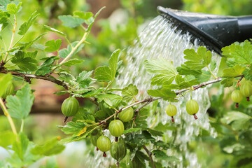 Watering can with water watering gooseberry plant, bush with green berries close up. Growing organic berry, food in garden