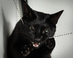 Frisky black house cat biting clawing at a string teeth showing