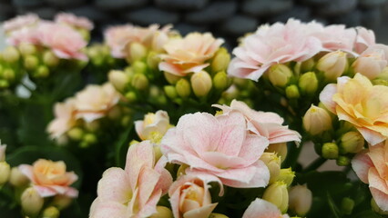 Nahaufnahme von vielen kleinen rosa Blüten und Knospen der Kalanchoe Pflanze. Im Hintergrund schwarze glatte Steine. 