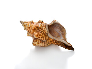 Sea shell isolated on white background. Image taken with focus stacking technique for improved...