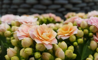 Nahaufnahme von vielen kleinen rosa Blüten und grünen Knospen der Kalanchoe Pflanze. Im Hintergrund schwarze glatte Steine. Textfreiraum.