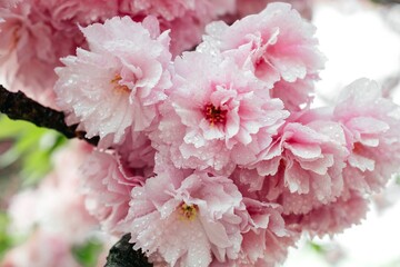 Fototapeta premium Selective focus of beautiful branches of pink Cherry blossoms on the tree. Beautiful Sakura flowers during spring season in the park, Flora pattern texture, Nature floral background