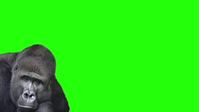 Mountain gorilla blinking its eyes on a green screen