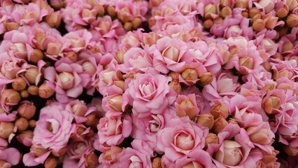 Nahaufnahme von vielen kleinen rosa Blüten der Kalanchoe Pflanze. Blütenteppich pink.
Hintergrund floral.