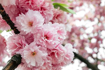 Selective focus of beautiful branches of pink Cherry blossoms on the tree. Beautiful Sakura flowers during spring season in the park, Flora pattern texture, Nature floral background