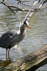 great blue heron fishing