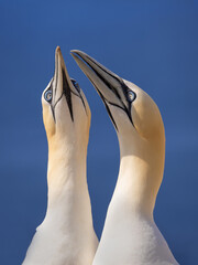 Two norhtern gannet terns in the wild