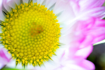 A pink-white daisy flower(Bellis perennis it is sometimes qualified or known as common daisy, lawn daisy or English daisy) on a green lawn. Spring scene in a macro lens shot. - 783352554