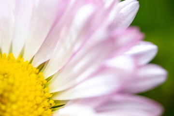 A pink-white daisy flower(Bellis perennis it is sometimes qualified or known as common daisy, lawn daisy or English daisy) on a green lawn. Spring scene in a macro lens shot. - 783352555