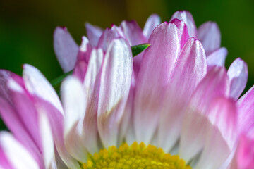 A pink-white daisy flower(Bellis perennis it is sometimes qualified or known as common daisy, lawn daisy or English daisy) on a green lawn. Spring scene in a macro lens shot. - 783352560