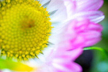 A pink-white daisy flower(Bellis perennis it is sometimes qualified or known as common daisy, lawn daisy or English daisy) on a green lawn. Spring scene in a macro lens shot. - 783352561