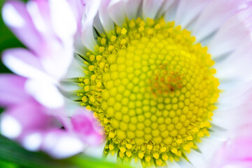 A pink-white daisy flower(Bellis perennis it is sometimes qualified or known as common daisy, lawn daisy or English daisy) on a green lawn. Spring scene in a macro lens shot. - 783352562