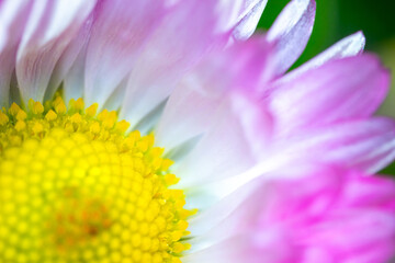 A pink-white daisy flower(Bellis perennis it is sometimes qualified or known as common daisy, lawn daisy or English daisy) on a green lawn. Spring scene in a macro lens shot. - 783352566