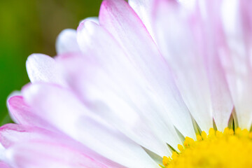 A pink-white daisy flower(Bellis perennis it is sometimes qualified or known as common daisy, lawn daisy or English daisy) on a green lawn. Spring scene in a macro lens shot. - 783352567