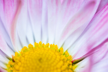 A pink-white daisy flower(Bellis perennis it is sometimes qualified or known as common daisy, lawn daisy or English daisy) on a green lawn. Spring scene in a macro lens shot. - 783352570