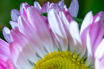 A pink-white daisy flower(Bellis perennis it is sometimes qualified or known as common daisy, lawn daisy or English daisy) on a green lawn. Spring scene in a macro lens shot. - 783352576