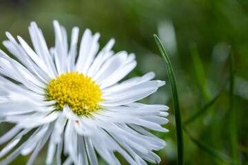 A daisy flower(Bellis perennis it is sometimes qualified or known as common daisy, lawn daisy or English daisy) on a green lawn. Spring scene in a macro lens shot. - 783352578