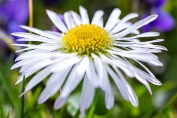 A daisy flower(Bellis perennis it is sometimes qualified or known as common daisy, lawn daisy or English daisy) on a green lawn. Spring scene in a macro lens shot.