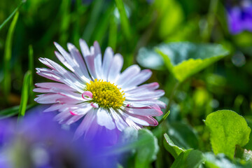 A daisy flower(Bellis perennis it is sometimes qualified or known as common daisy, lawn daisy or English daisy.) on a green lawn on which violets bloom profusely. Spring scene in a macro lens shot. - 783352584