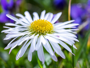 A daisy flower(Bellis perennis it is sometimes qualified or known as common daisy, lawn daisy or English daisy.) on a green lawn on which violets bloom profusely. Spring scene in a macro lens shot.