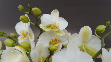White and yellow orchid flower with green stems against a gray background