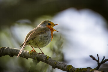 European robin sits on the branch and sings its song on a sunny spring.