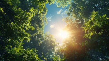 Fototapeta na wymiar Sun Shining Through Trees