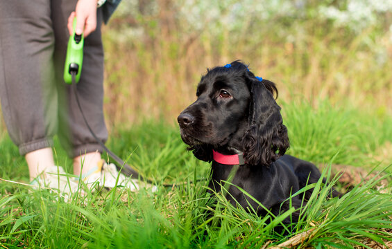 English cocker spaniel of black color lies in the grass. The dog is on a leash, the master trainer is holding it. The dog is one year old. hunters The photo is blurred and horizontal