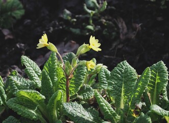 Yellow flowers of primrose - primula plant at spring - 783355922