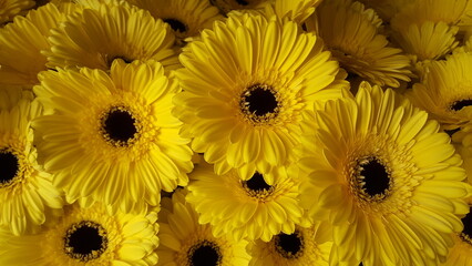 Top view of colorful yellow Gerbera flowers. Cheerful and bright like a summer day.  Close-up sunflower background. 