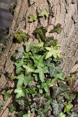 wild plant,creeper Hedera Helix close up