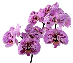 various colorful flowers of tropical plant orchid Phalaenopsis close up