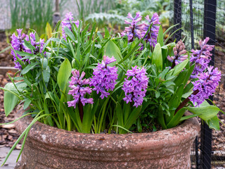 Hyacinth Splendid Cornelia flowering in a mixed container