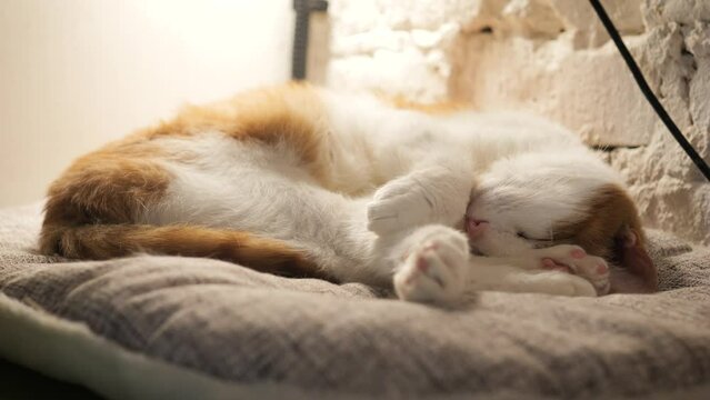 Cute domestic cat sleeping in cat bed. Rescued street cats in shelter. Cat cafe.