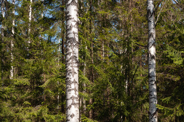 White birch trunks among green spruce trees in spring forest