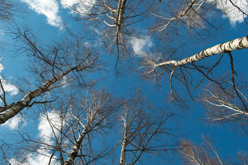 Tops of bare birches against the blue sky, looking up, early spring