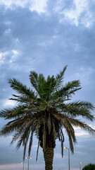 Fototapeta na wymiar The palm tree with the sky full of clouds