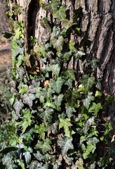 wild plant,creeper Hedera Helix close up