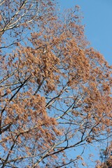 huge,high blooming tree Metasequoia glyptostroboides with brown catkins at spring